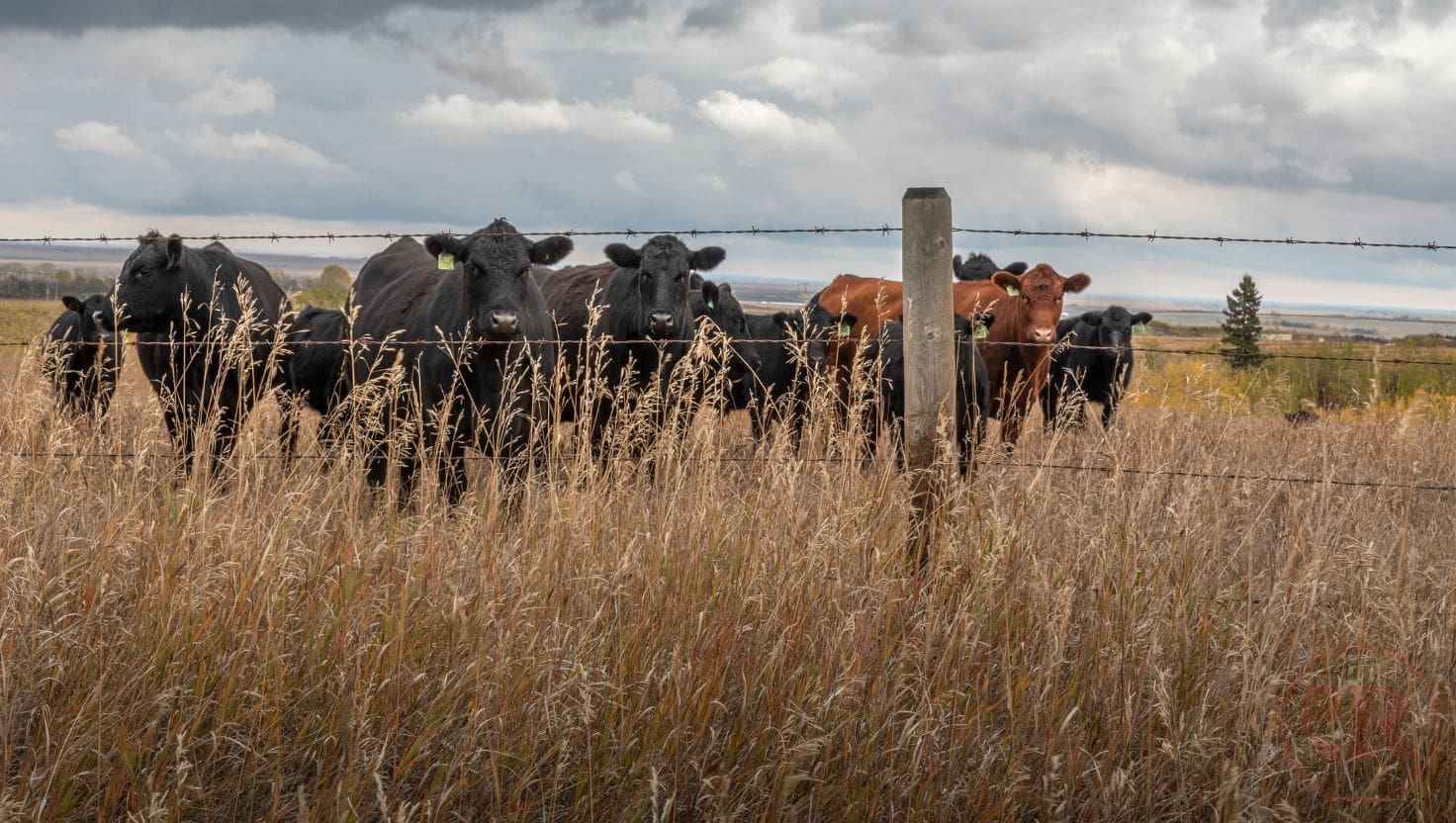 cows